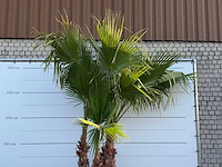 Mexicaanse waaierpalm meerstammig xl - washingtonia robusta - hoogte ca. 280 cm - afbeelding 3 van  3