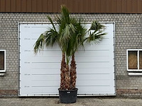 Mexicaanse waaierpalm meerstammig xl - washingtonia robusta - hoogte ca. 280 cm - afbeelding 1 van  6