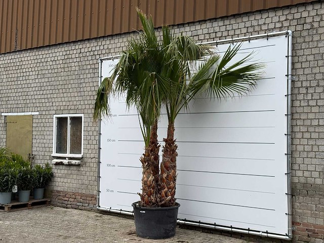 Mexicaanse waaierpalm meerstammig xl - washingtonia robusta - hoogte ca. 280 cm - afbeelding 2 van  6