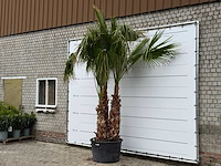 Mexicaanse waaierpalm meerstammig xl - washingtonia robusta - hoogte ca. 280 cm - afbeelding 2 van  6