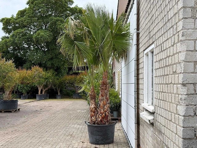 Mexicaanse waaierpalm meerstammig xl - washingtonia robusta - hoogte ca. 280 cm - afbeelding 3 van  6