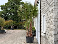 Mexicaanse waaierpalm meerstammig xl - washingtonia robusta - hoogte ca. 280 cm - afbeelding 3 van  6
