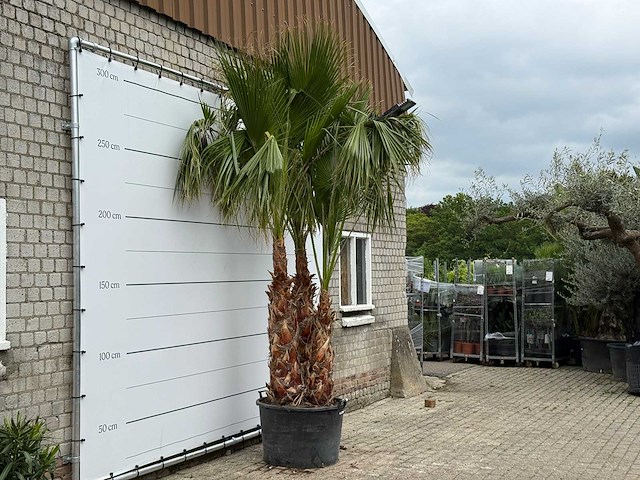 Mexicaanse waaierpalm meerstammig xl - washingtonia robusta - hoogte ca. 280 cm - afbeelding 4 van  6