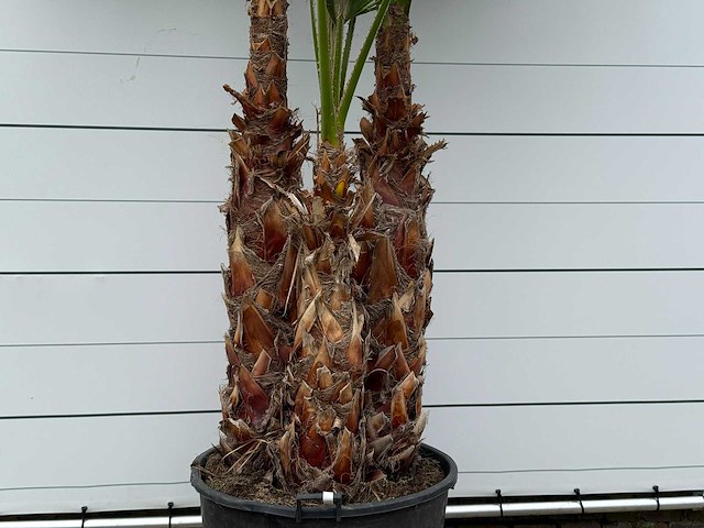 Mexicaanse waaierpalm meerstammig xl - washingtonia robusta - hoogte ca. 280 cm - afbeelding 5 van  6
