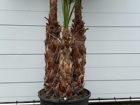 Mexicaanse waaierpalm meerstammig xl - washingtonia robusta - hoogte ca. 280 cm - afbeelding 5 van  6