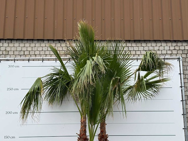 Mexicaanse waaierpalm meerstammig xl - washingtonia robusta - hoogte ca. 280 cm - afbeelding 6 van  6