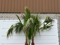 Mexicaanse waaierpalm meerstammig xl - washingtonia robusta - hoogte ca. 280 cm - afbeelding 6 van  6