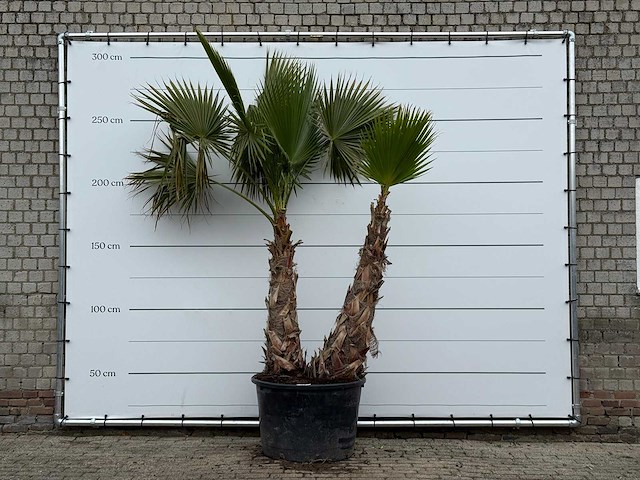 Mexicaanse waaierpalm meerstammig xl - washingtonia robusta - hoogte ca. 280 cm - afbeelding 1 van  5