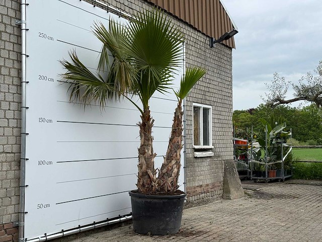 Mexicaanse waaierpalm meerstammig xl - washingtonia robusta - hoogte ca. 280 cm - afbeelding 2 van  5