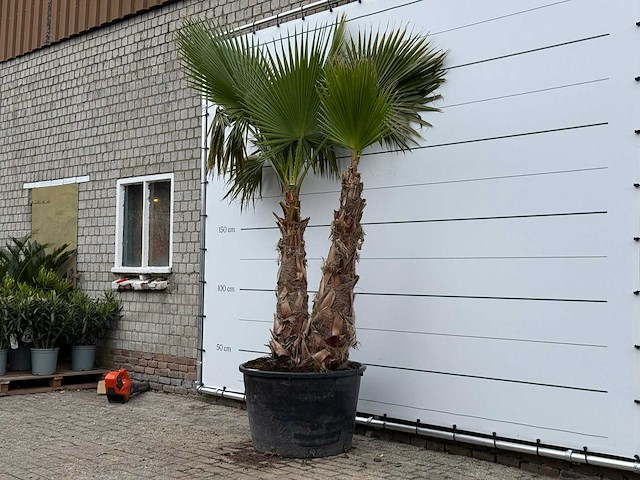 Mexicaanse waaierpalm meerstammig xl - washingtonia robusta - hoogte ca. 280 cm - afbeelding 3 van  5