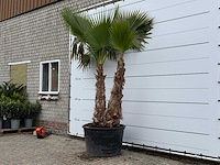 Mexicaanse waaierpalm meerstammig xl - washingtonia robusta - hoogte ca. 280 cm - afbeelding 3 van  5