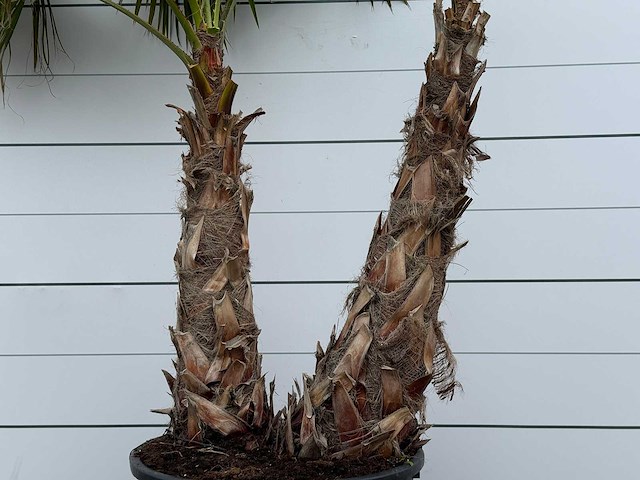 Mexicaanse waaierpalm meerstammig xl - washingtonia robusta - hoogte ca. 280 cm - afbeelding 4 van  5