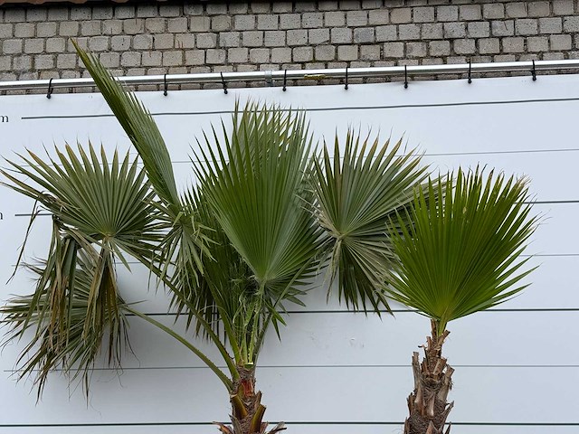 Mexicaanse waaierpalm meerstammig xl - washingtonia robusta - hoogte ca. 280 cm - afbeelding 5 van  5
