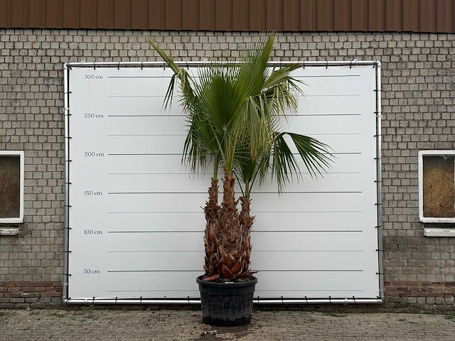 Mexicaanse waaierpalm meerstammig xl - washingtonia robusta - hoogte ca. 280 cm - afbeelding 1 van  6