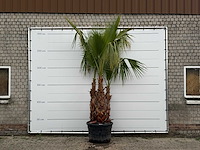 Mexicaanse waaierpalm meerstammig xl - washingtonia robusta - hoogte ca. 280 cm - afbeelding 1 van  6