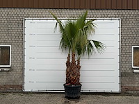Mexicaanse waaierpalm meerstammig xl - washingtonia robusta - hoogte ca. 280 cm - afbeelding 2 van  6