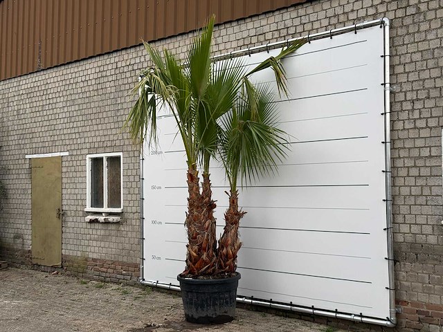 Mexicaanse waaierpalm meerstammig xl - washingtonia robusta - hoogte ca. 280 cm - afbeelding 3 van  6