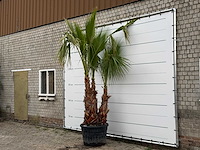 Mexicaanse waaierpalm meerstammig xl - washingtonia robusta - hoogte ca. 280 cm - afbeelding 3 van  6
