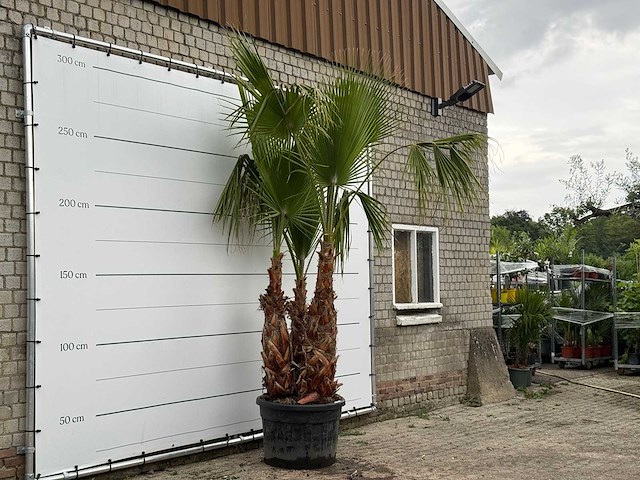Mexicaanse waaierpalm meerstammig xl - washingtonia robusta - hoogte ca. 280 cm - afbeelding 4 van  6