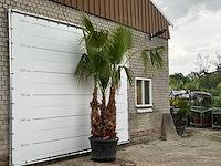 Mexicaanse waaierpalm meerstammig xl - washingtonia robusta - hoogte ca. 280 cm - afbeelding 4 van  6