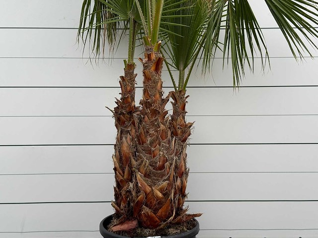 Mexicaanse waaierpalm meerstammig xl - washingtonia robusta - hoogte ca. 280 cm - afbeelding 5 van  6