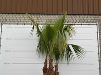 Mexicaanse waaierpalm meerstammig xl - washingtonia robusta - hoogte ca. 280 cm - afbeelding 6 van  6