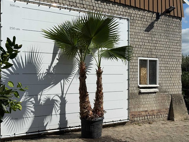 Mexicaanse waaierpalm meerstammig xl - washingtonia robusta - hoogte ca. 280 cm - afbeelding 1 van  1