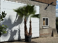Mexicaanse waaierpalm meerstammig xl - washingtonia robusta - hoogte ca. 280 cm - afbeelding 1 van  1