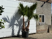 Mexicaanse waaierpalm meerstammig xl - washingtonia robusta - hoogte ca. 280 cm - afbeelding 3 van  3