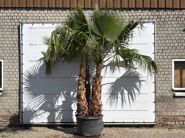 Mexicaanse waaierpalm meerstammig xxl - washingtonia robusta - hoogte ca. 280 cm - afbeelding 1 van  2