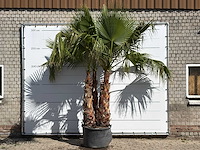 Mexicaanse waaierpalm meerstammig xxl - washingtonia robusta - hoogte ca. 280 cm - afbeelding 1 van  2