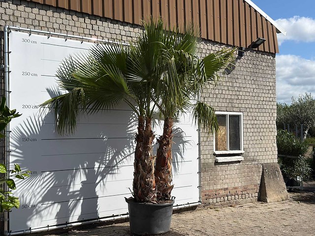Mexicaanse waaierpalm meerstammig xxl - washingtonia robusta - hoogte ca. 280 cm - afbeelding 2 van  2