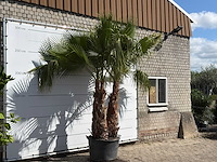 Mexicaanse waaierpalm meerstammig xxl - washingtonia robusta - hoogte ca. 280 cm - afbeelding 2 van  2
