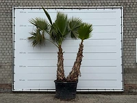 Mexicaanse waaierpalm meerstammig xxl - washingtonia robusta - hoogte ca. 280 cm
