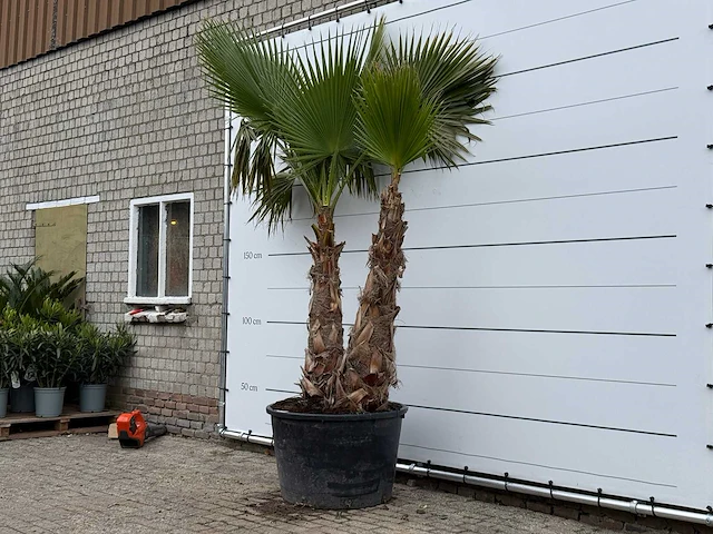 Mexicaanse waaierpalm meerstammig xxl - washingtonia robusta - hoogte ca. 280 cm - afbeelding 3 van  5