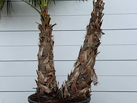 Mexicaanse waaierpalm meerstammig xxl - washingtonia robusta - hoogte ca. 280 cm - afbeelding 4 van  5