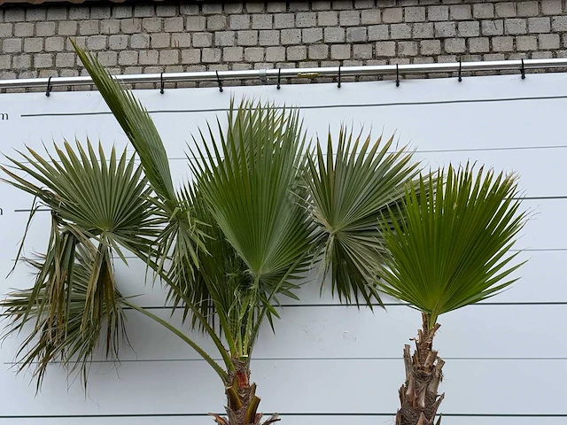 Mexicaanse waaierpalm meerstammig xxl - washingtonia robusta - hoogte ca. 280 cm - afbeelding 5 van  5