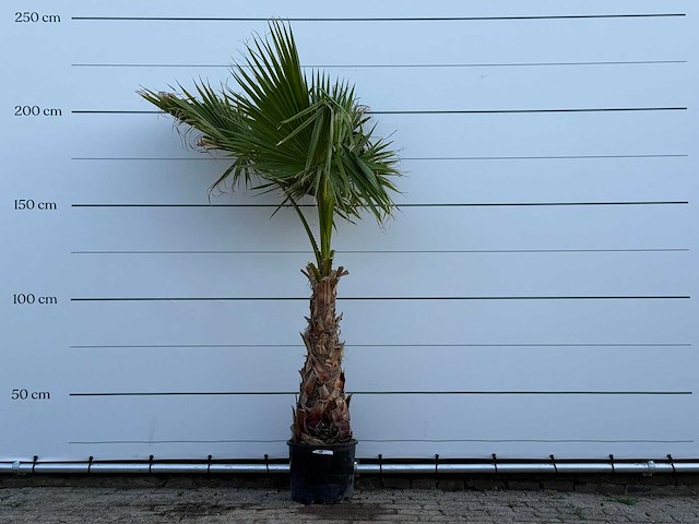 Mexicaanse waaierpalm op stam - washingtonia robusta - hoogte ca. 220 cm - afbeelding 1 van  1