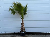 Mexicaanse waaierpalm op stam - washingtonia robusta - hoogte ca. 220 cm - afbeelding 1 van  2