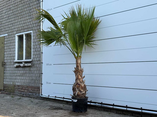 Mexicaanse waaierpalm op stam - washingtonia robusta - hoogte ca. 220 cm - afbeelding 2 van  2