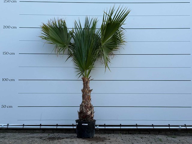 Mexicaanse waaierpalm op stam - washingtonia robusta - hoogte ca. 220 cm - afbeelding 1 van  3