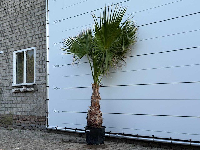 Mexicaanse waaierpalm op stam - washingtonia robusta - hoogte ca. 220 cm - afbeelding 2 van  3