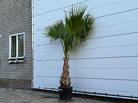Mexicaanse waaierpalm op stam - washingtonia robusta - hoogte ca. 220 cm - afbeelding 2 van  3