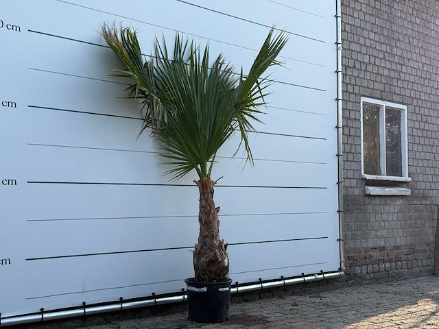Mexicaanse waaierpalm op stam - washingtonia robusta - hoogte ca. 220 cm - afbeelding 3 van  3
