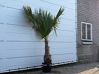 Mexicaanse waaierpalm op stam - washingtonia robusta - hoogte ca. 220 cm - afbeelding 3 van  3