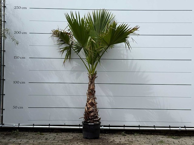 Mexicaanse waaierpalm op stam - washingtonia robusta - hoogte ca. 240 cm - afbeelding 1 van  3