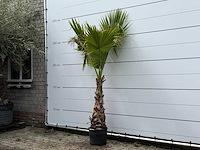 Mexicaanse waaierpalm op stam - washingtonia robusta - hoogte ca. 240 cm - afbeelding 2 van  3