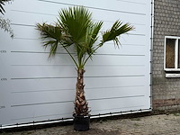Mexicaanse waaierpalm op stam - washingtonia robusta - hoogte ca. 240 cm - afbeelding 3 van  3