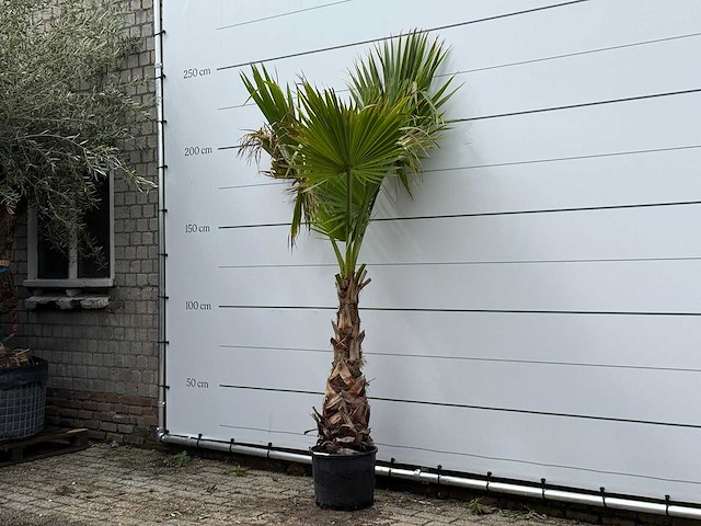 Mexicaanse waaierpalm op stam - washingtonia robusta - hoogte ca. 240 cm - afbeelding 2 van  2