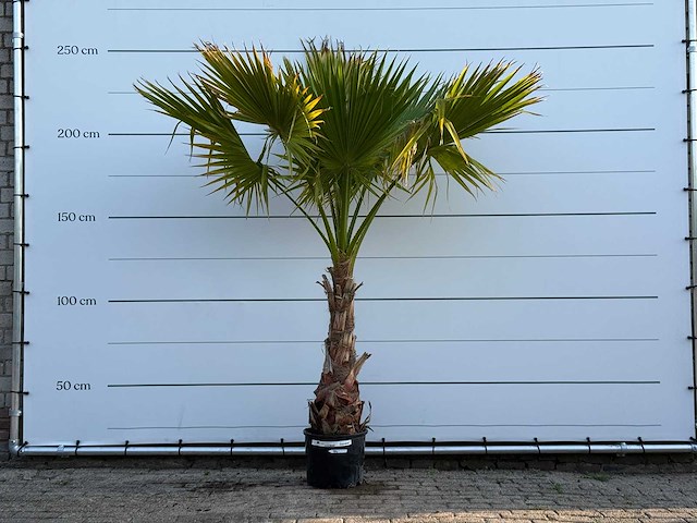 Mexicaanse waaierpalm op stam - washingtonia robusta - hoogte ca. 250 cm - afbeelding 1 van  3